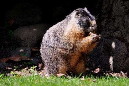 vancouver-island-marmot